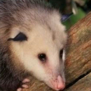 Meet your Posher, Ducc